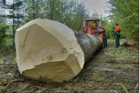 Holzbringung 8