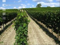 Red grapes 