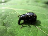 Weevil