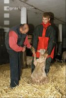 Schaf Klauenpflege 1