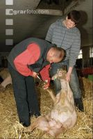 Schaf Klauenpflege 6