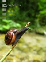 Gartenschnecken 1