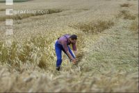 Triticale Lagerfrucht 1