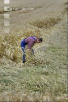 Triticale Lagerfrucht 2