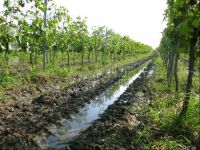 Wein Hochwasser 8