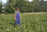 Beet farmer 14