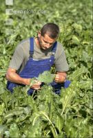Beet farmer 15