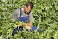 Beet farmer 16