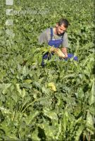 Beet farmer 17