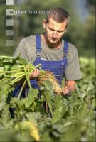 Beet farmer 18