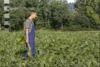 Beet farmer 13