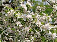 Apfel Blüte 5