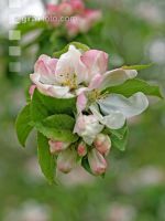 Apfel Blüte 4