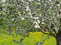Apfel Blüte 3