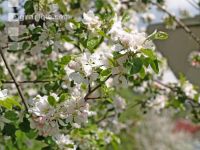 Apfel Blüte 2