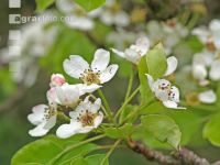 Birne Blüte 17