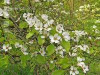 Birne Blüte 19