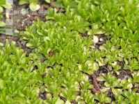 Feldsalat 6