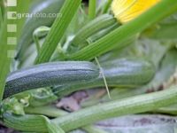 Zucchini 9