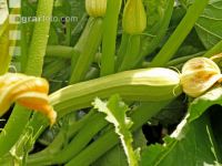 Zucchini 10