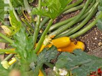 Zucchini 9