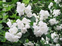 Falscher Jasmin 2