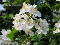 Rose 5