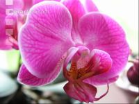 Phalaenopsis 1