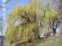 Trauerweide 1