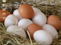 Eier 6