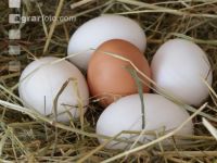 Eier 7