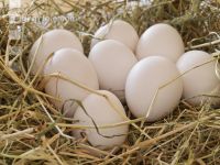 Eier 8