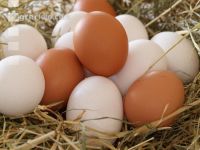 Eier 9
