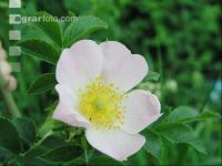 Rose 6
