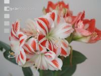 Amaryllis 1