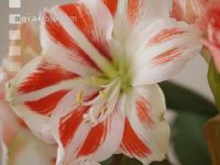 Amaryllis 2