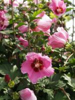 Hibiskus 1