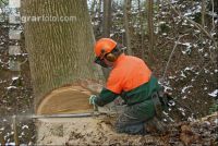 Eiche Fallkerb 5