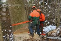Eiche Fallkerb 6