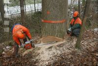 Eiche Fallkerb 7