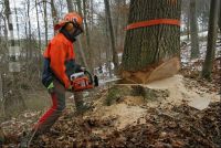 Eiche Fallkerb 8