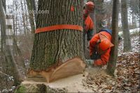 Eiche Fallkerb 9