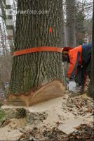 Eiche Fallkerb 10
