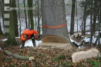 Eiche Fallkerb 11
