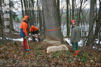 Eiche Fallkerb 12