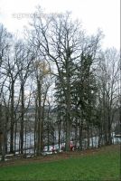 Eiche fällen 1