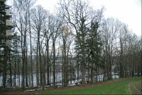 Eiche fällen 2