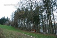 Eiche fällen 3