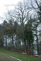 Eiche fällt 1