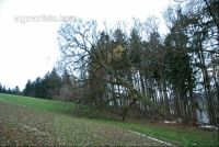 Eiche fällt 3